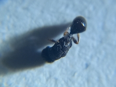 Eurytominae