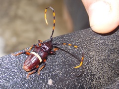 Trachyderes succinctus