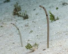 Heteroconger hassi