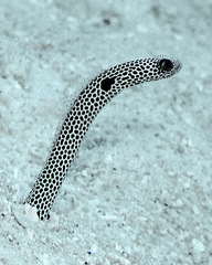 Heteroconger hassi