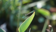 Ischnura senegalensis