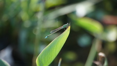 Ischnura senegalensis