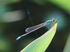 Ischnura senegalensis