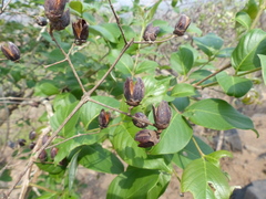 Lagerstroemia microcarpa