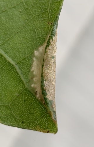 Marginal Tentiform Oak Leafminer