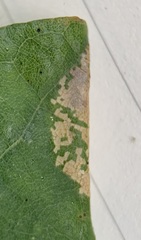 Phyllonorycter albanotella