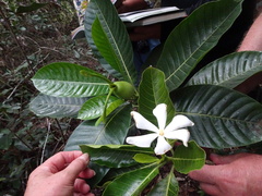 Gardenia oudiepe
