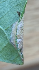 Phyllonorycter albanotella