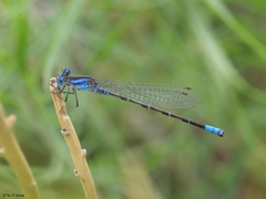 Argia alberta