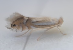 Phyllonorycter albanotella