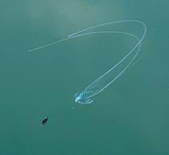 Alectis ciliaris