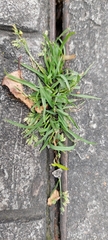 Poa annua