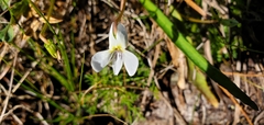 Viola lanceolata