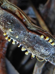 Physarum melleum