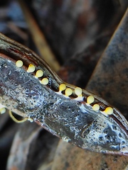 Physarum melleum