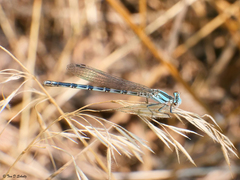 Argia alberta