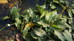 Echinodorus