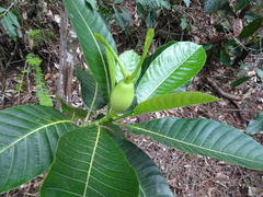 Gardenia oudiepe