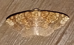 Nematocampa completa