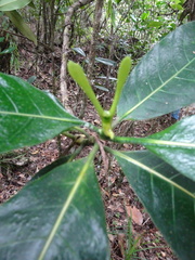 Gardenia oudiepe