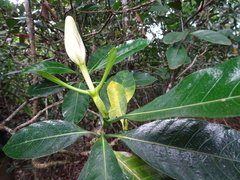 Gardenia oudiepe