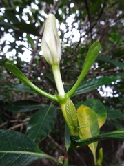 Gardenia oudiepe