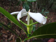 Gardenia oudiepe