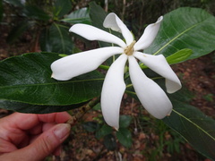 Gardenia oudiepe