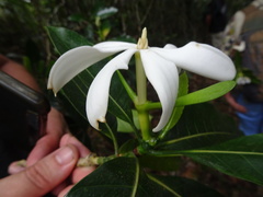 Gardenia oudiepe