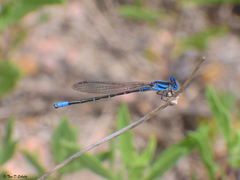 Argia alberta