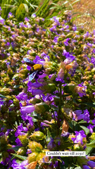 Xylocopa ruficornis
