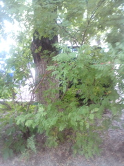 Fallopia convolvulus