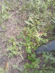 Fallopia convolvulus