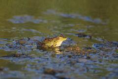 Pelophylax saharicus