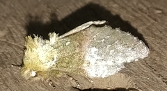 Disphragis