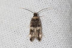 Oegoconia deauratella