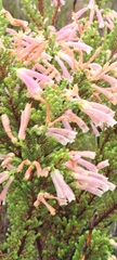Erica discolor