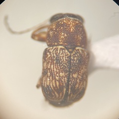 Pachybrachis texanus