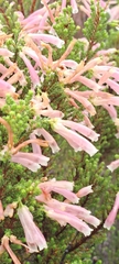 Erica discolor