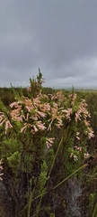 Erica discolor