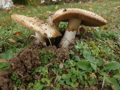 Amanita echinocephala