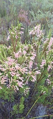 Erica discolor