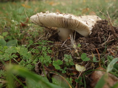 Amanita echinocephala