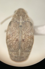 Algarobius