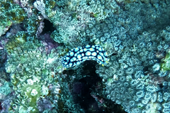Phyllidia varicosa