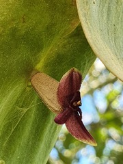 Pleurothallis cardiostola
