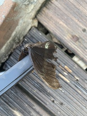 Papilio nireus lyaeus