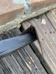 Papilio nireus lyaeus