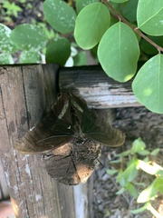 Papilio nireus lyaeus