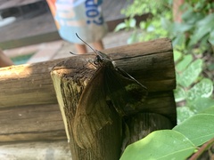 Papilio nireus lyaeus